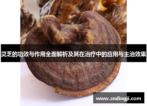 灵芝的功效与作用全面解析及其在治疗中的应用与主治效果