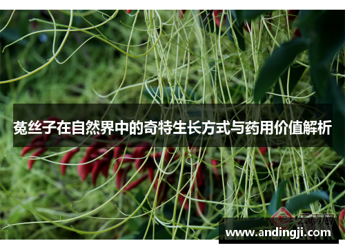 菟丝子在自然界中的奇特生长方式与药用价值解析